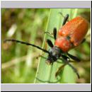 Corymbia rubra - Rothalsbock w04.jpg